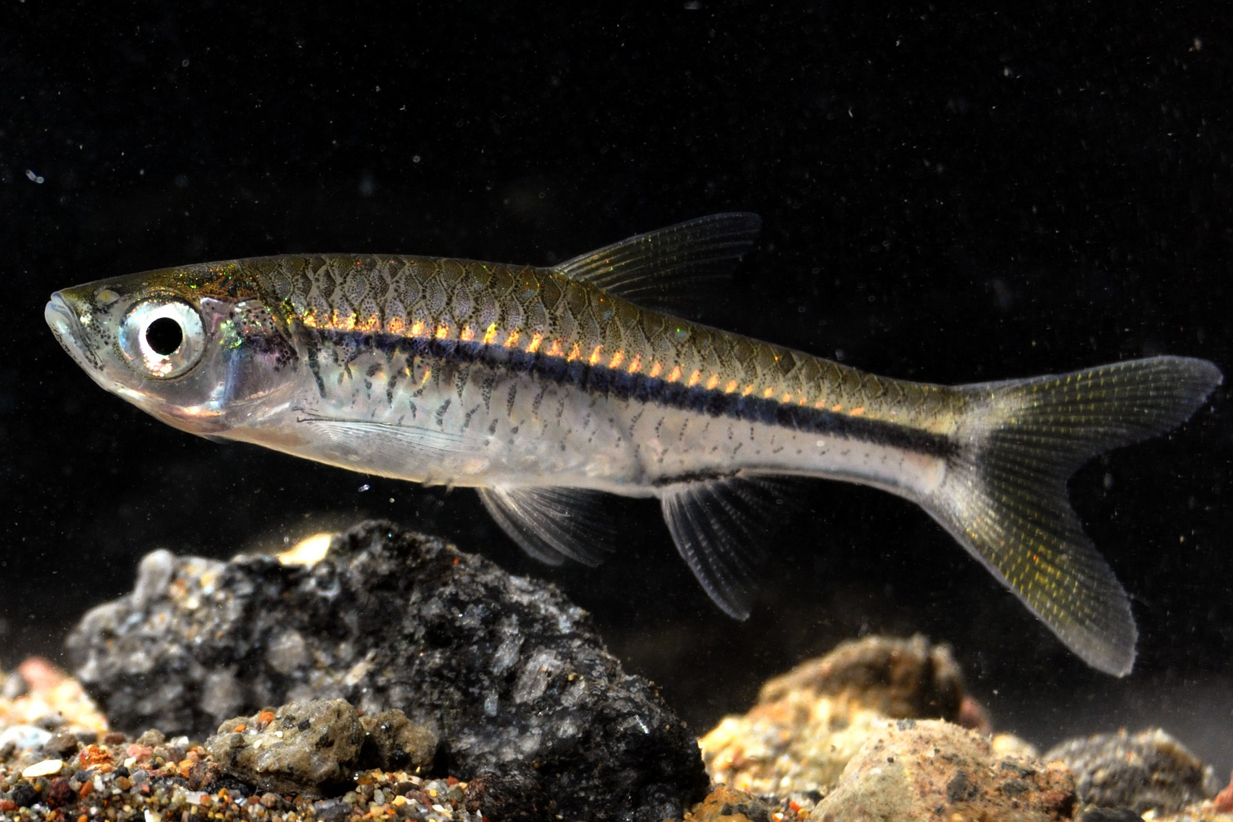 Ikan Wader Dan Uceng Bertahan Di Tengah Gelombang Seni Kuliner
