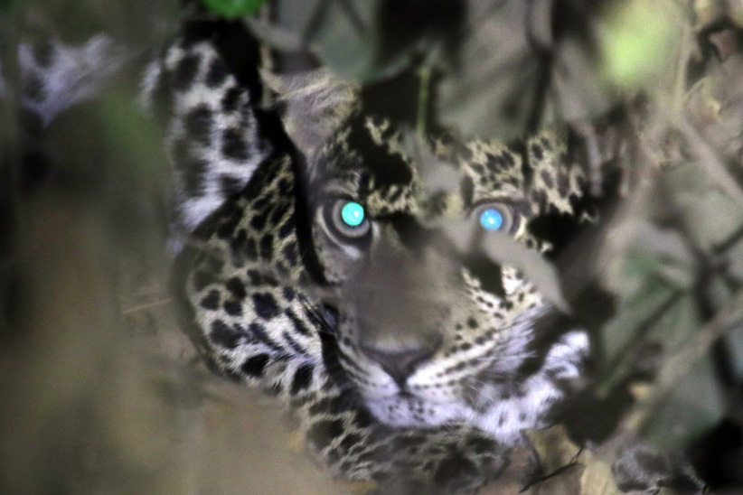 Kucing Besar Dari Pulau Jawa Indonesia Go Id