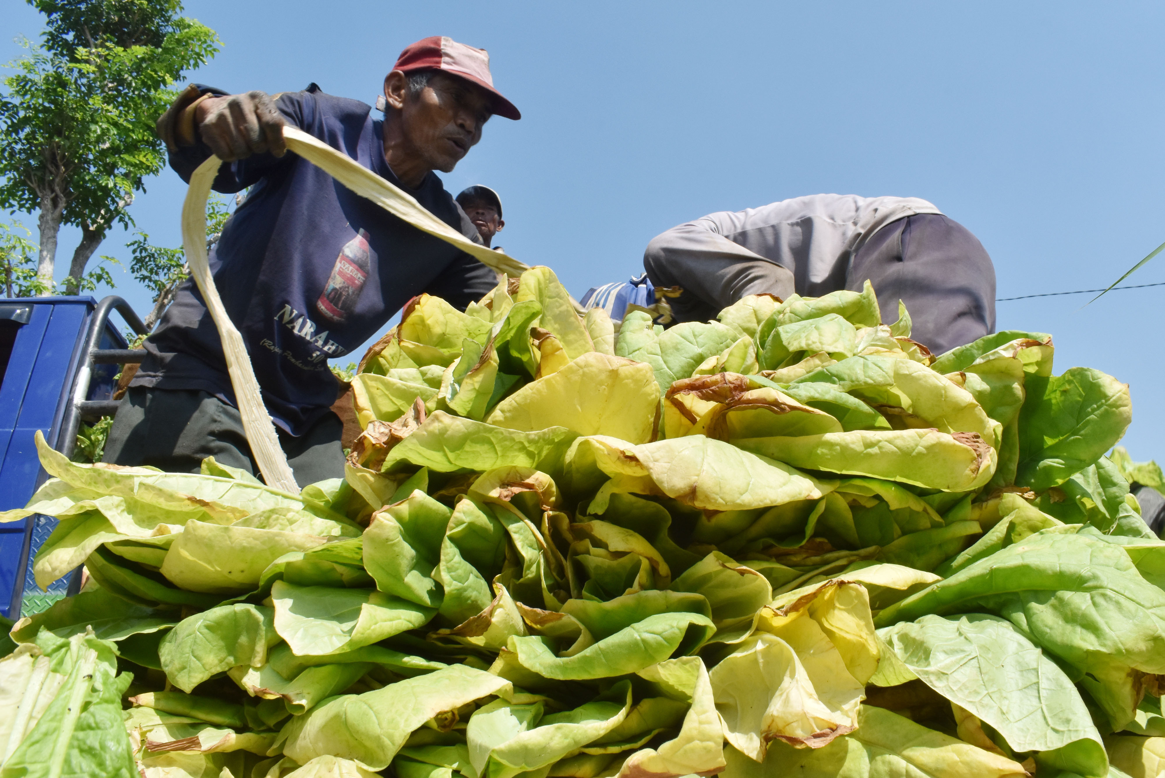  Petani  Yang Mengolah Sawah Atau Ladang  Orang Lain Disebut 