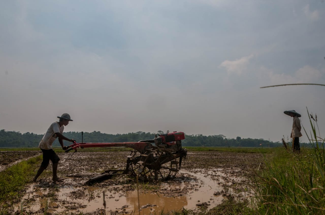 Food Estate Lumbung Baru Di Kalimantan Tengah Indonesia Go Id