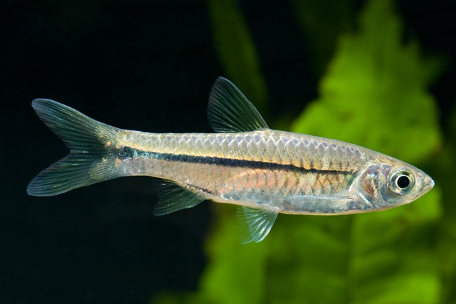 Indonesia Go Id Budaya Melayu Di Balik Gurihnya Ikan Seluang