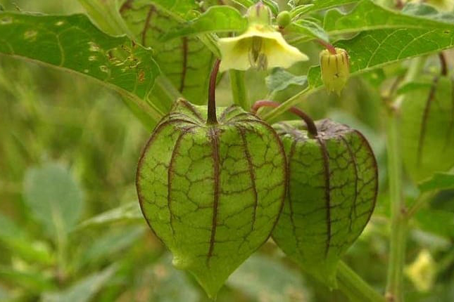 Jangan Dimakan 7 Buah Bentuk Dan Warnanya Menggoda Ini Beracun