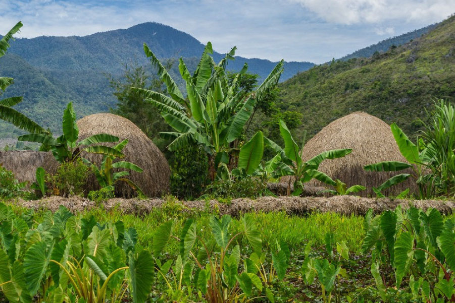 Indonesia Go Id Keunikan Pertanian Di Papua