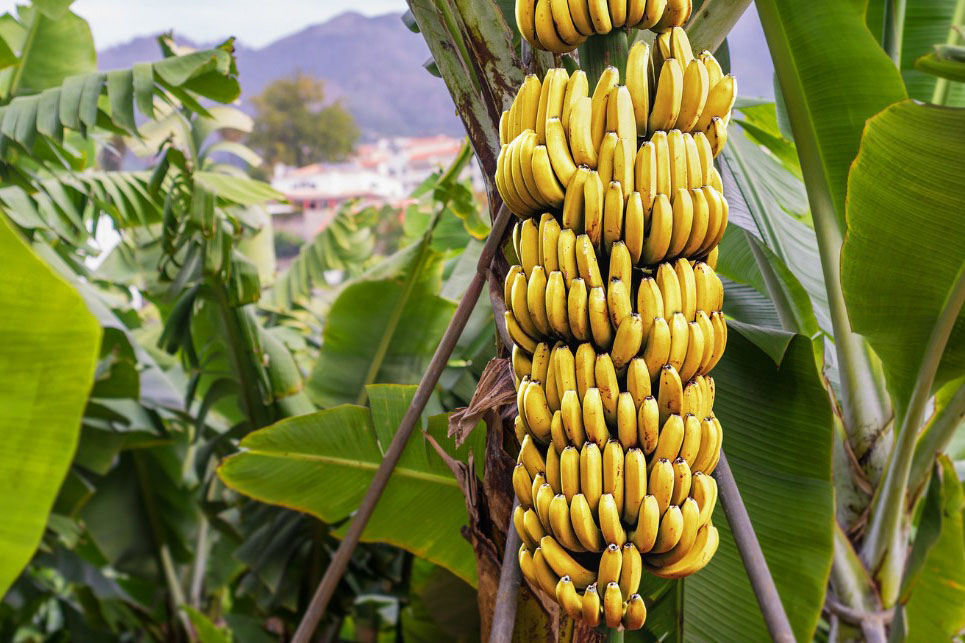 Indonesia.go.id - Yang Belum Banyak Diketahui tentang Pisang Indonesia