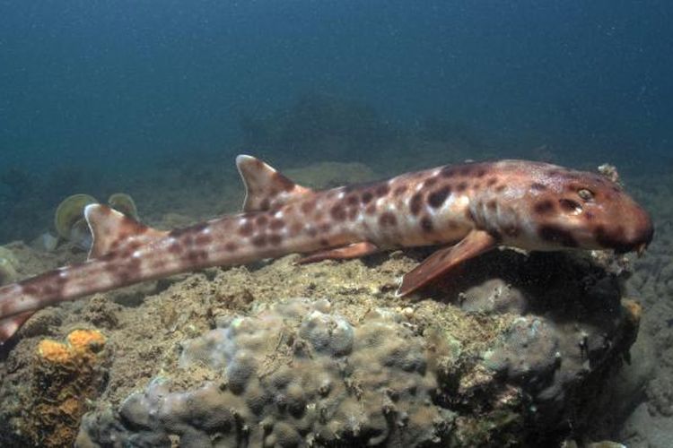 540 Koleksi Ikan Air Laut Hiu Gratis Terbaik