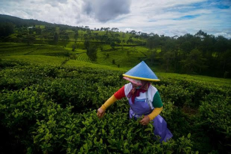 Manfaat Tersembunyi dalam Secangkir Teh Putih Ciwidey