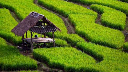 Kementan: Kebijakan Pangan untuk Sejahterakan Petani