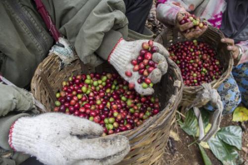 Semerbak Wangi Seduhan Kopi