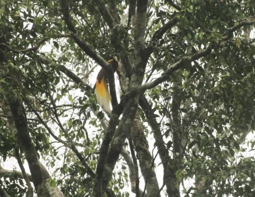 Melihat Burung Cenderawasih dari Jarak Dekat