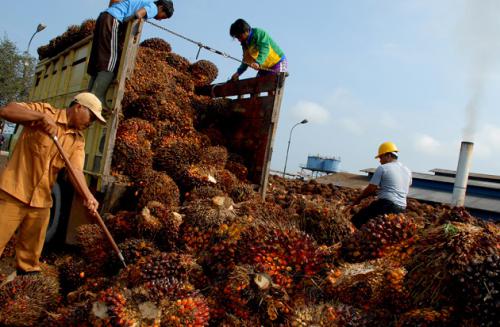 Indonesia Sudah Mengikuti Standar Pengelolaan Sawit