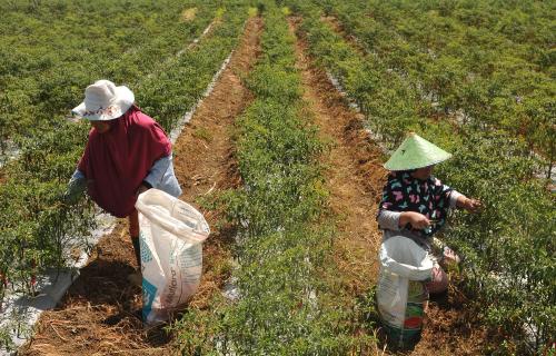 Buah dan Sayur Makin Menjanjikan