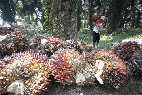 Harga Sawit Turun, Pemerintah Tunda Pungutan 