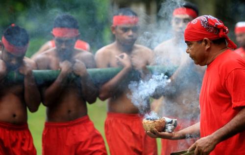 Indonesia Go Id Misteri “bambu Gila” Dari Tanah Maluku