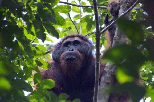 Orangutan, Taman Nasional, dan Daerah Penyangga