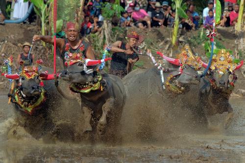 Berkenalan dengan Sapi-sapi “Cantik” Asal Madura