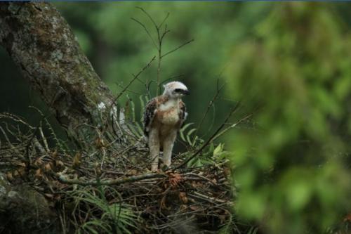 Wira Sang Garuda Muda dari Gunung Salak