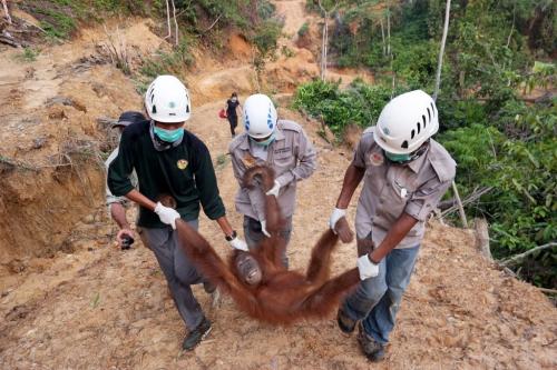 Biarkan Mereka Tetap Lestari 