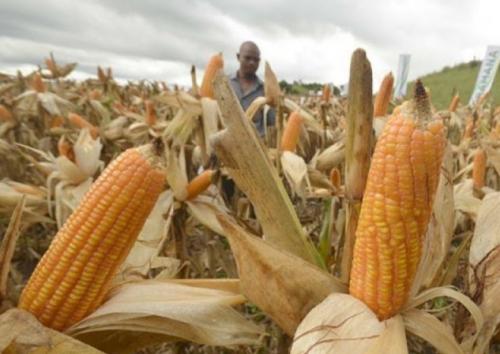 Menanti Tanam Jagung Panen Sapi