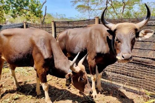 Tekad dan Patih Kembali ke Habitat Asli