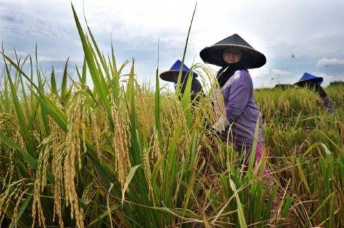 Mengamankan Produk Pangan Lokal untuk Stok Nasional