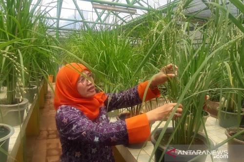 Menjaga Ketahanan Pangan lewat Bioteknologi