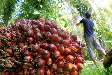 Sawit Indonesia Makin Diterima Eropa