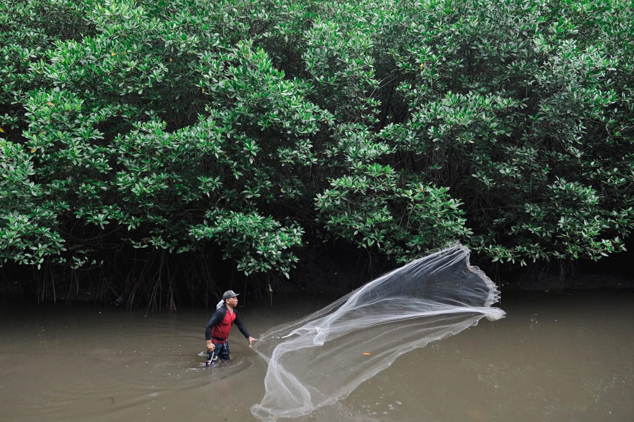 Indonesia.go.id - Peta Mangrove Nasional Untuk Langkah Tepat ...