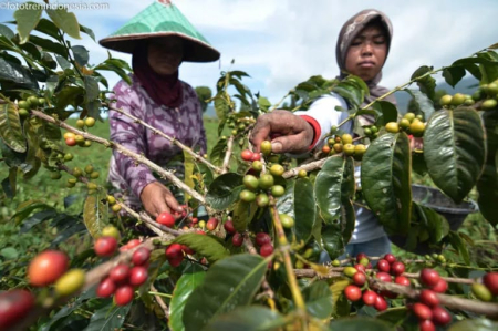Harum Kopi di Tahun 2022