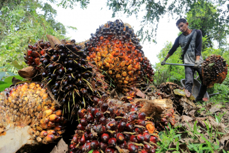 Mendorong Indonesia Menjadi Raja Industri Hilir Sawit 