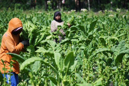 Menggadang-gadang Industri Agro