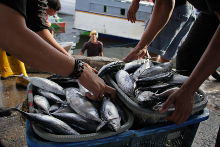 Indonesia, Ayo Gemar Ikan!