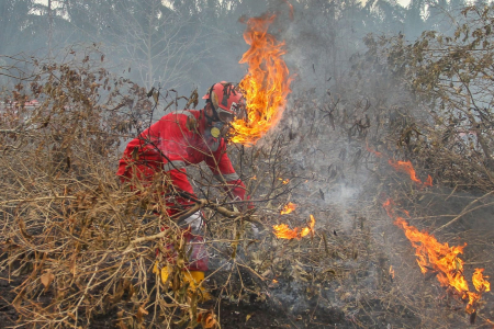 Memutus Siklus Empat Tahunan Kebakaran Hutan