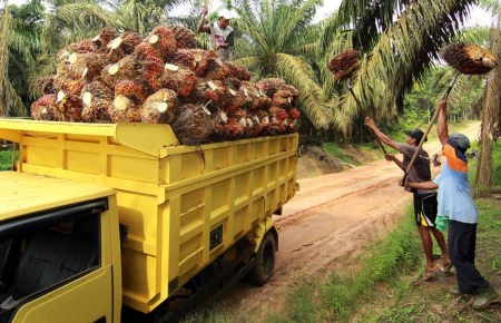 Indonesia.go.id - Harga Buah Sawit Petani Mulai Terangkat Lagi