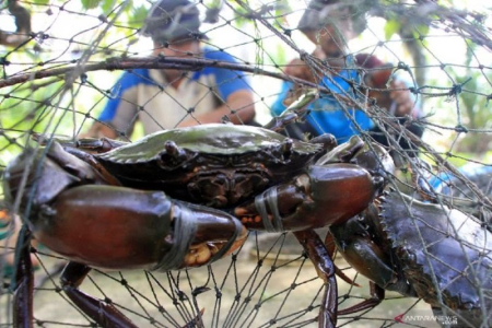 Apartemen Kepiting Bakau di Sungai Nipah