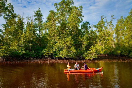 Unik! Empat Lapis Hutan Mangrove di Pesisir Bangka