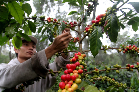 Menebar Wangi Kopi di Masa Mendatang