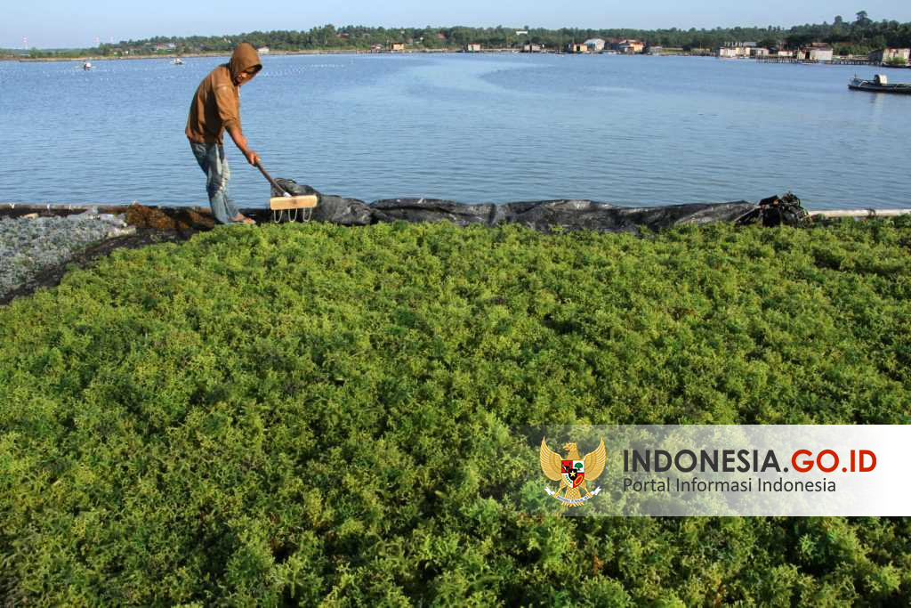 Indonesia.go.id - Hilirisasi Emas Hijau Dari Lautan