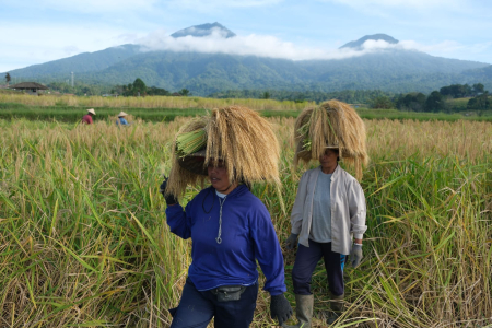 Kolaborasi Keuangan dan Pertanian untuk Ketahanan Pangan Kawasan