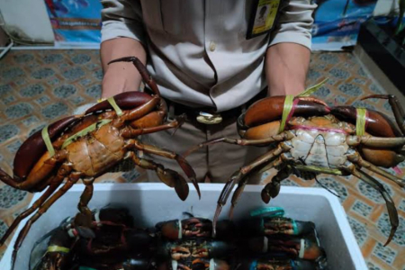 Kepiting Bakau Maluku Tembus Pasar ASEAN