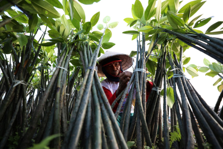 [SIARAN PERS] Aksi Bersih-Bersih dan Tanam Mangrove AIS Forum