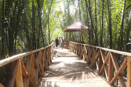 Menyelamatkan Ekosistem Mangrove Kaltara