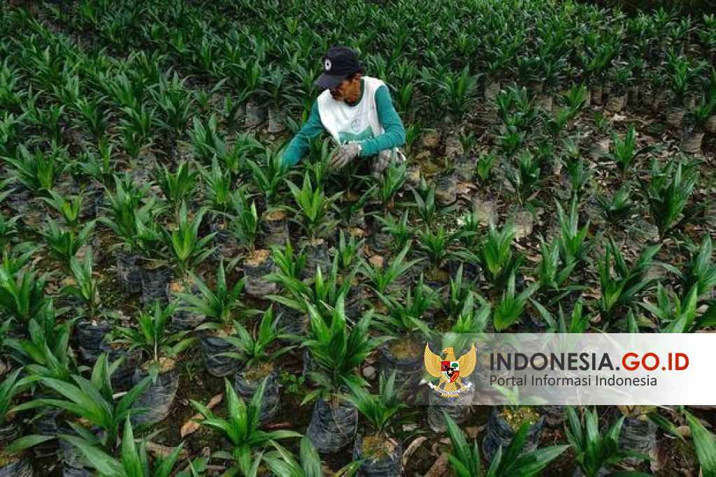 Indonesia.go.id - Menghitung Cuan Hilirisasi Industri Sawit