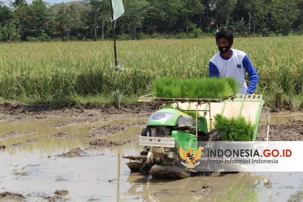 Indonesia Go Id Menjaga Lampung Sebagai Lumbung Padi Nasional