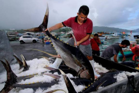 Cara Sasi Menjaga Ikan-Ikan di Maluku