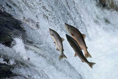 Melindungi Populasi Ikan Sungai