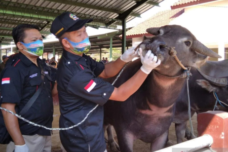 Tradisi Unik Iduladha di Kudus: Berkurban Kerbau sebagai Simbol Toleransi Beragama