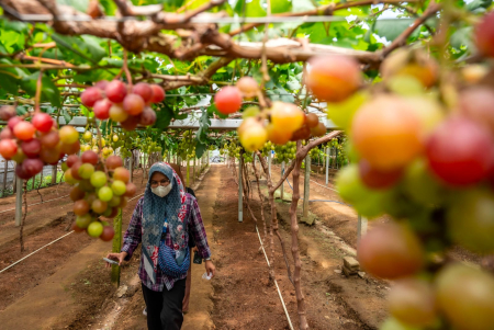 Pemanfaatan Lahan Kering, Peluang Besar Pertanian Indonesia