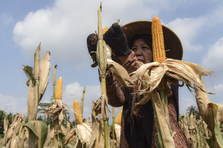 Mengubah Limbah Jagung Menjadi Biomassa: Solusi Energi Bersih Indonesia