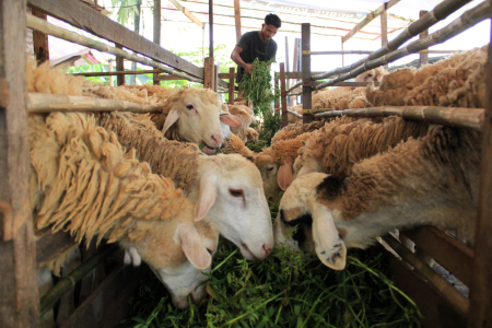 Potensi Besar Peternakan Kambing di Indonesia: Kemandirian Pangan dan Ekonomi