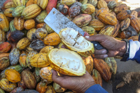 Replanting Kakao dan Kelapa untuk Meningkatkan Produktivitas Nasional